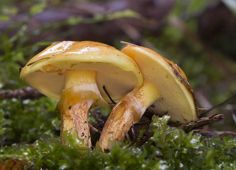 Suillus grevillei